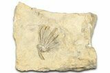 Fossil Crinoid (Phanocrinus) - Anna, Illinois #326084-1